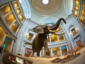 Elephant in Rotunda of Smithsonian Natural History Museum